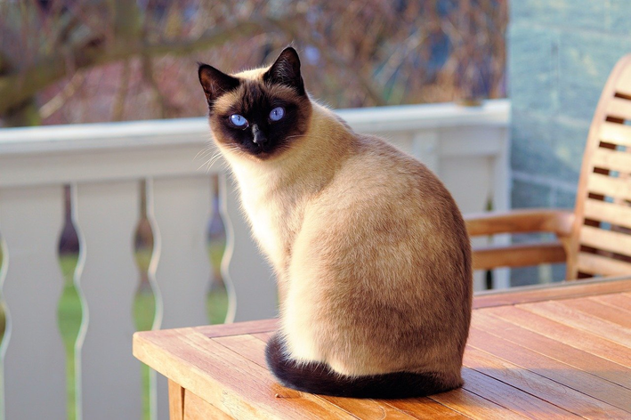 Gato sob mesa olhando para trás