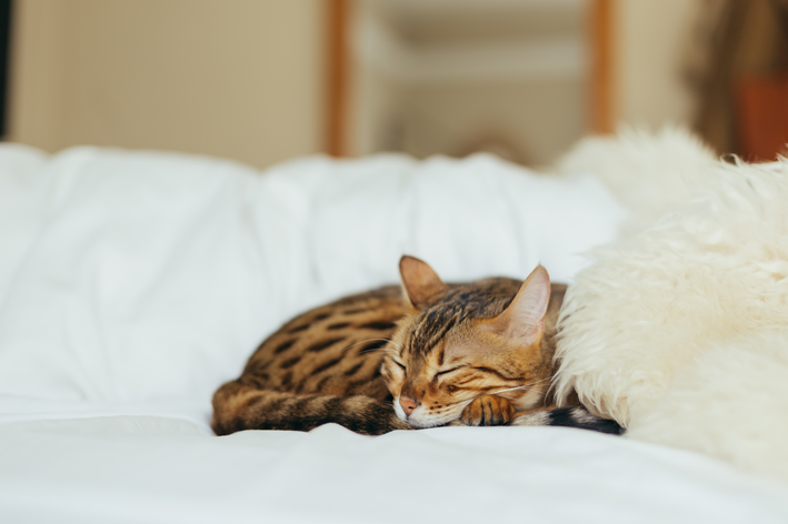 Gatinho descansando na cama