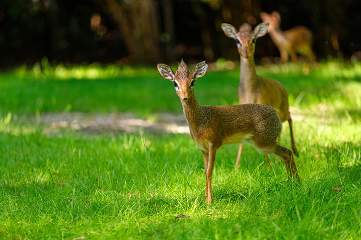 casal de dik-dik na floresta