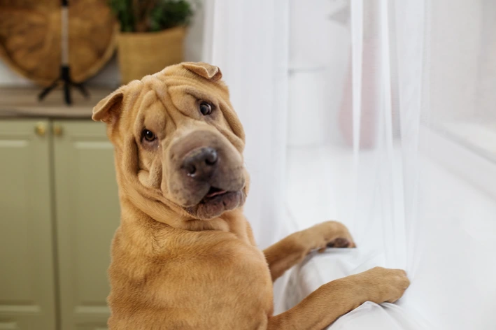 Filhote de cachorro da raça Shar Pei com expressão curiosa e fofo, olhando pela janela em um ambiente interno aconchegante