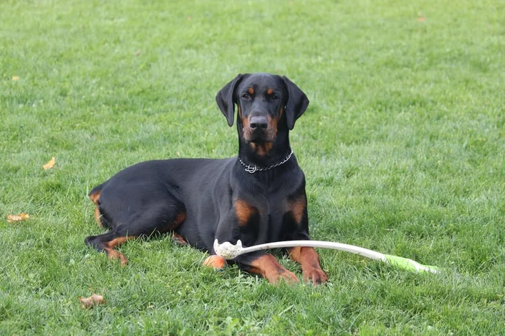 doberman cachorros mais inteligentes do mundo