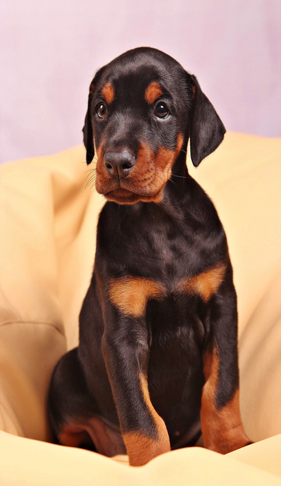 doberman filhote