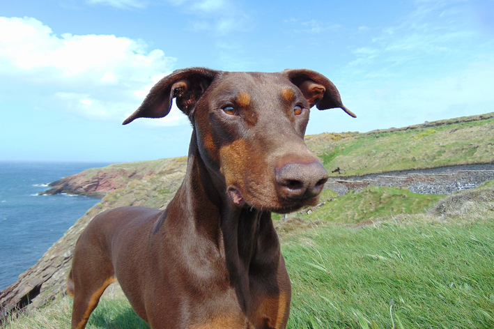 doberman marrom