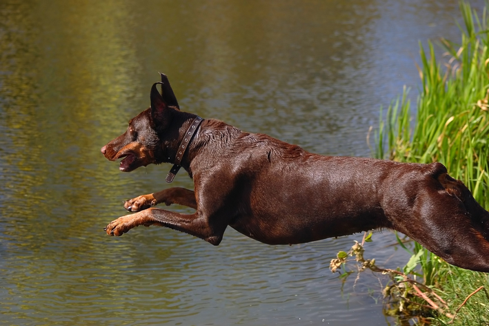 doberman marrom