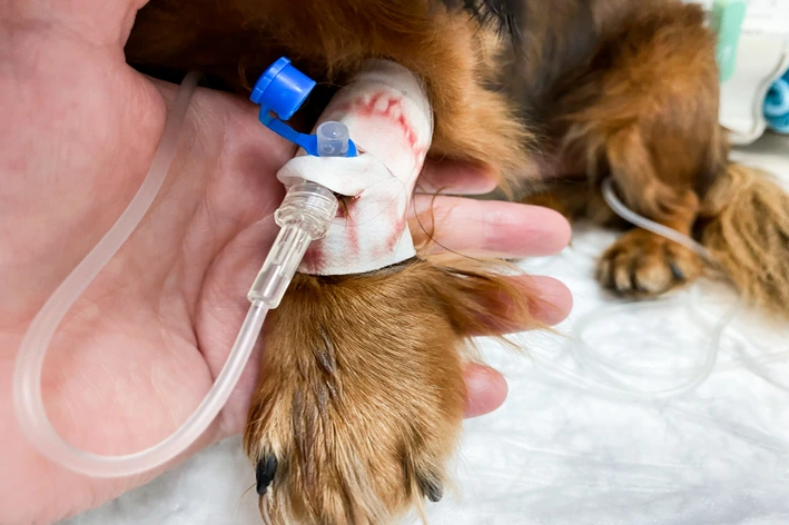 Cachorro recebendo tratamento médico com tubos e monitoramento em uma clínica veterinária, destaque para o procedimento de recuperação de saúde do animal.