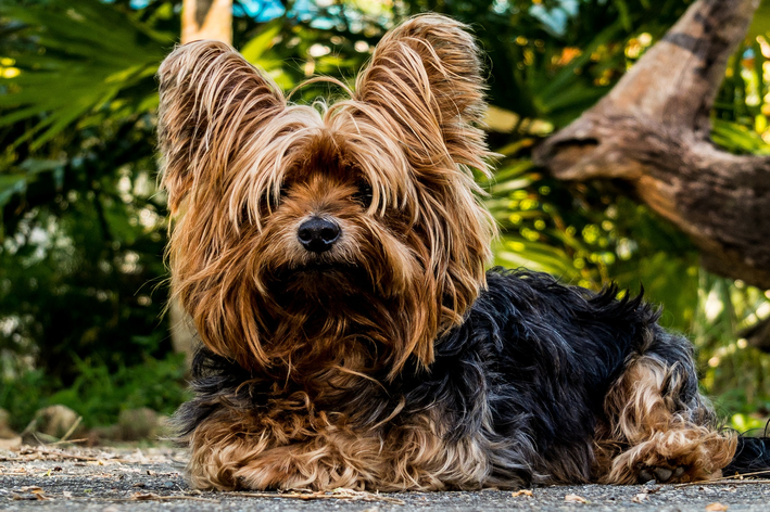 raça de cachorro mini