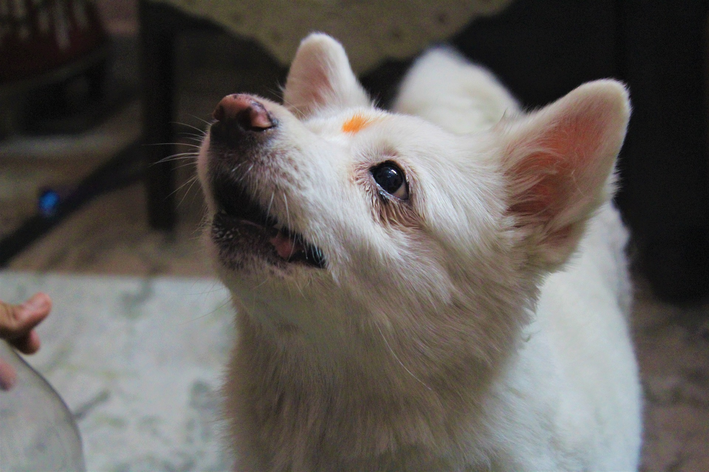 raça de cachorro japonês