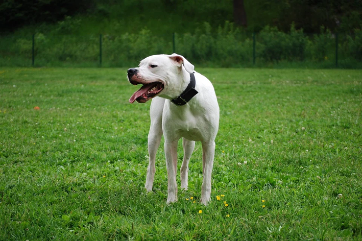 raça de cachorro argentino