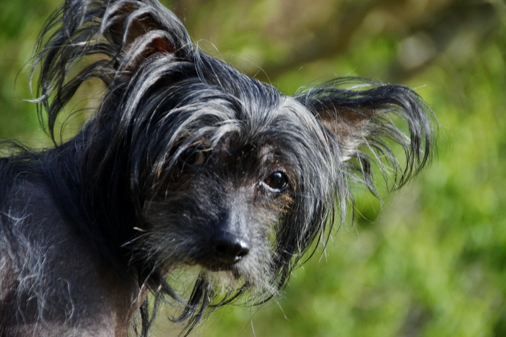 raça de cachorro chinês