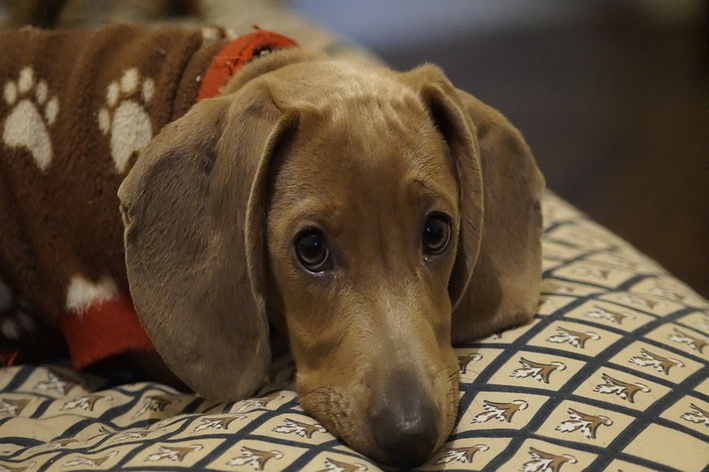 raça de cachorro marrom