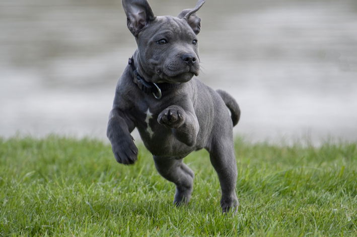 raça de cachorro cinza