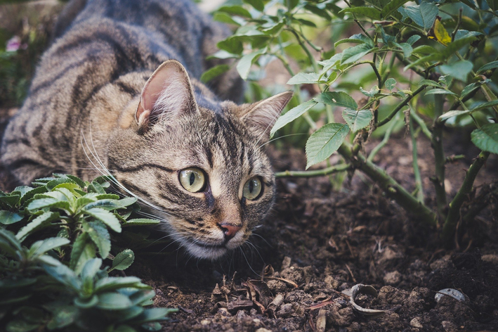 espanta gato