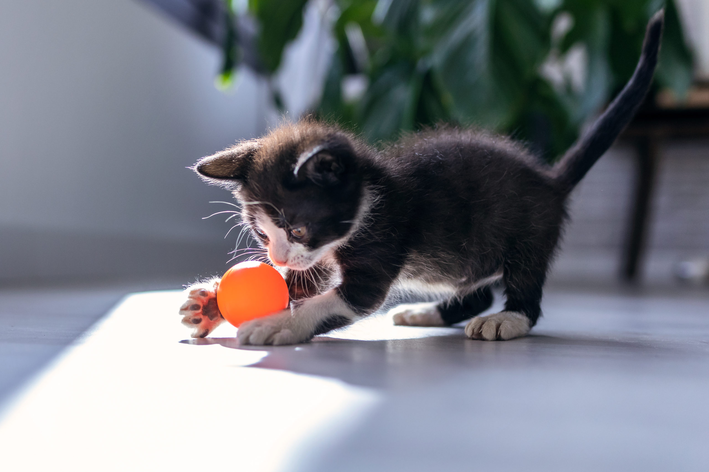 exercício para gatos