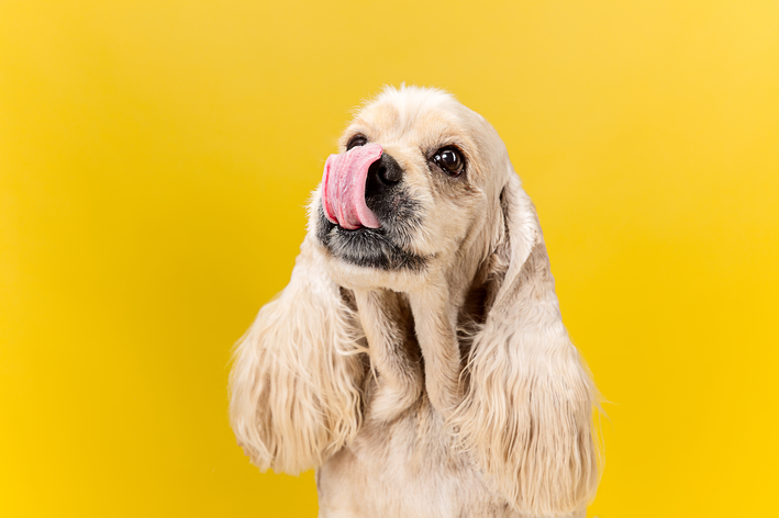 mudar a ração do cachorro faz mal