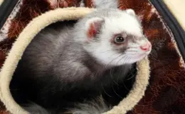 Ferret (furão-doméstico) em sua casinha