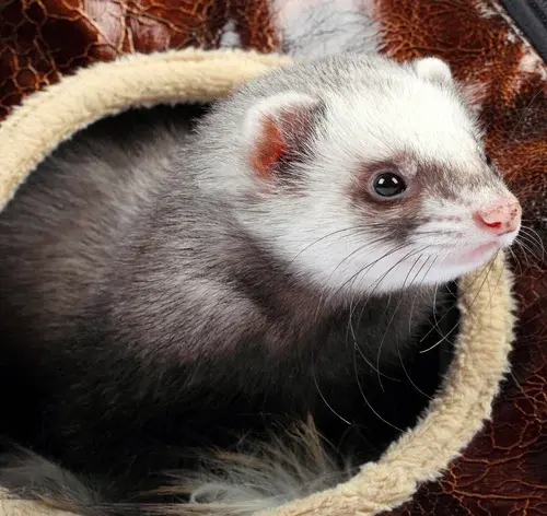 Ferret (furão-doméstico) em sua casinha