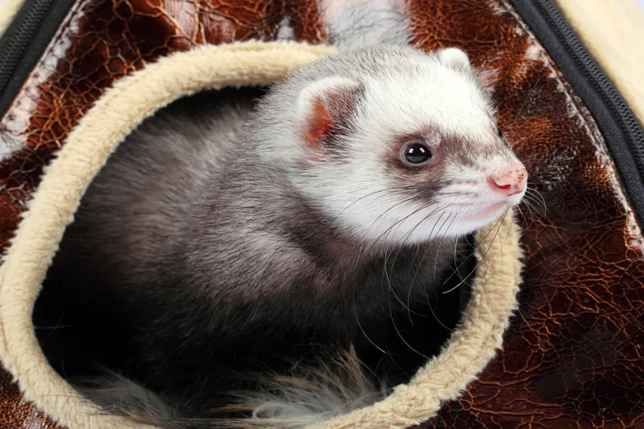 Ferret (furão-doméstico) em sua casinha