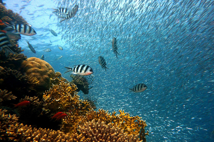 alimentação dos peixes