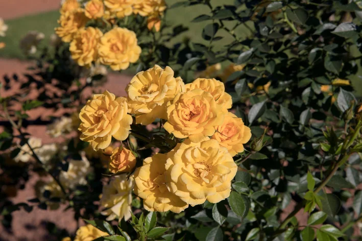 jardim com flores rosas amarelas