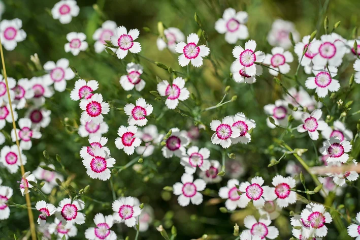 flores de cravo no jardim