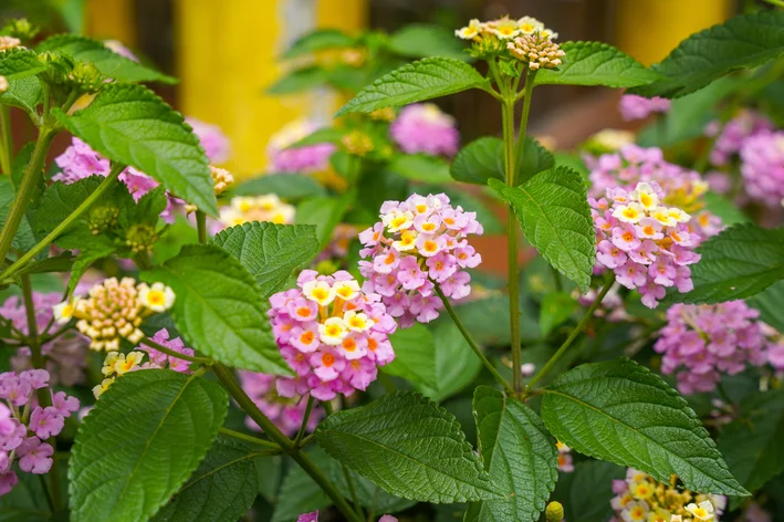 flores de verbena jardim