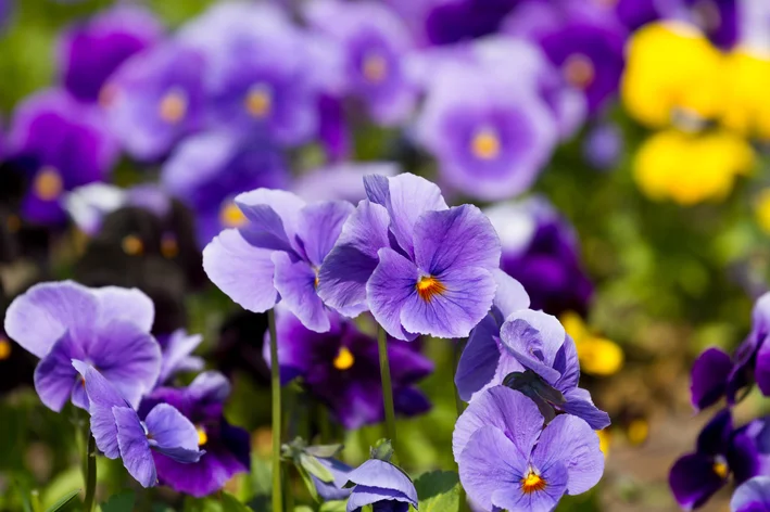 flores coloridas em violeta no jardim