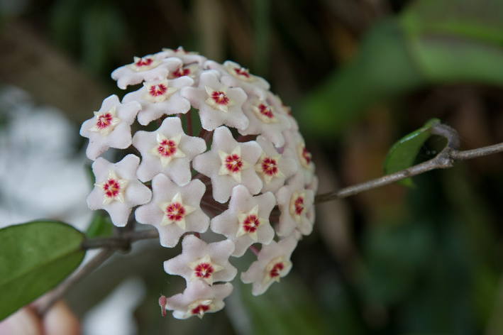 flor de cera