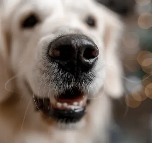 focinho de cachorro