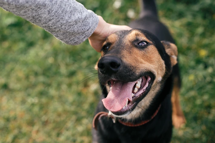 Cachorro preto e caramelo sorrindo