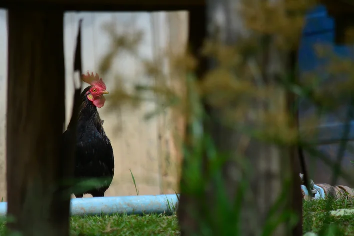 galinha preta no viveiro