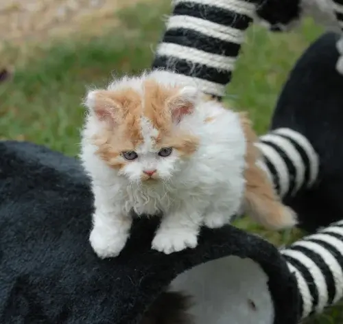 Gato com pelo cacheado no colo da tutora