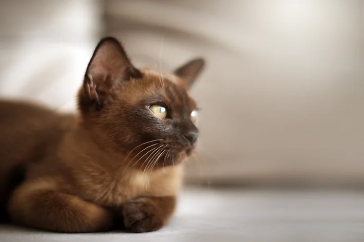 gato peludo birmanês sentado