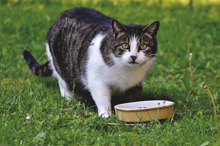 gato pode comer arroz