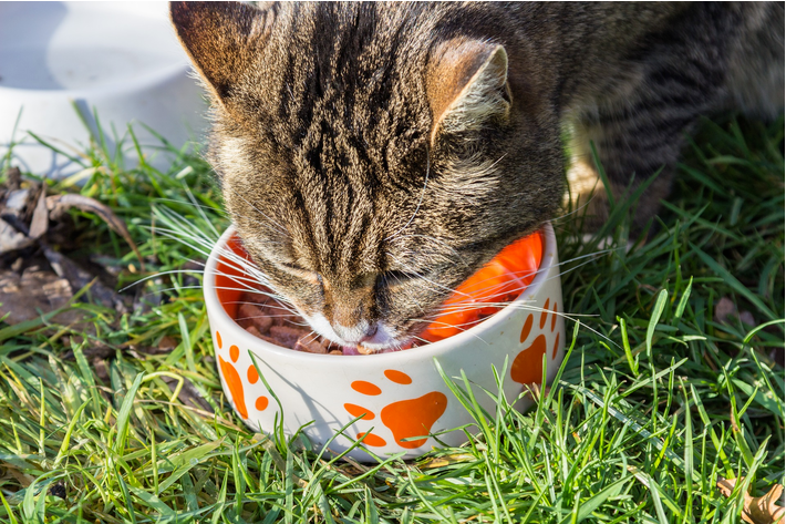 gato pode comer melancia