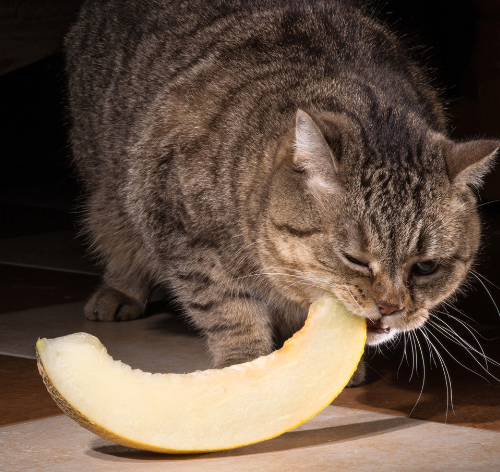 gatos podem comer melao