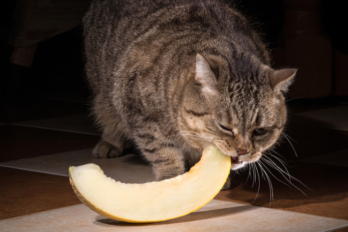 gatos podem comer melao