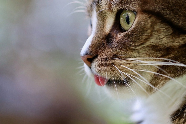 gato pode comer milho