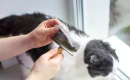 gato soltando muito pelo