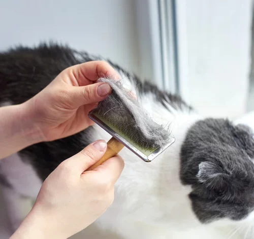 Saiba o que fazer quando o seu gato está soltando muito pelo 1