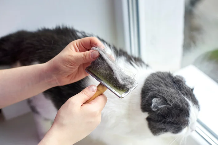 gato soltando muito pelo