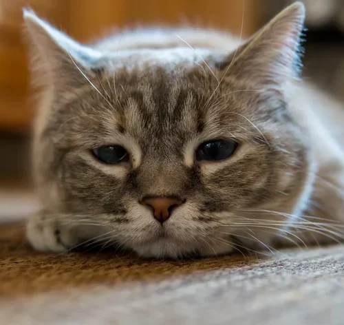 gato triste deitado no chão