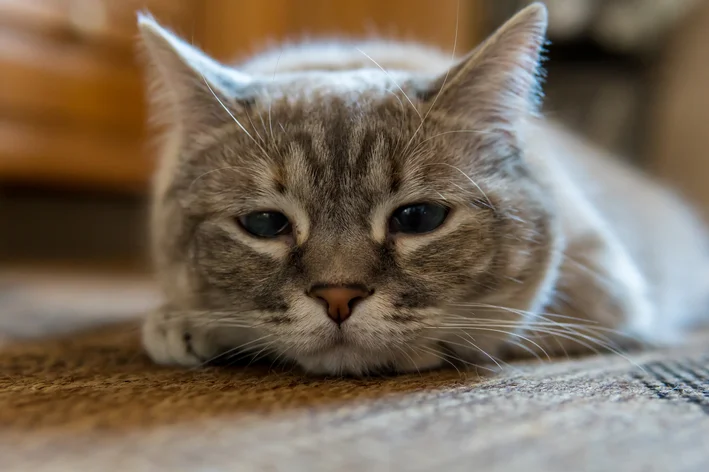 gato triste deitado no chão