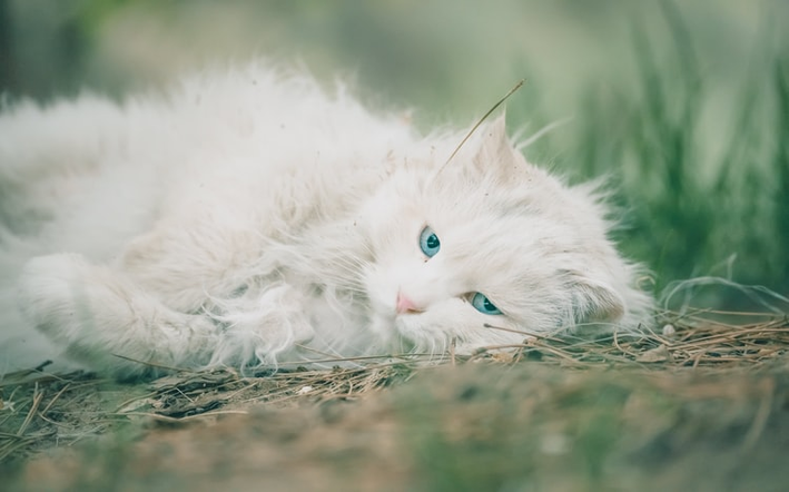 gato vomitando espuma branca