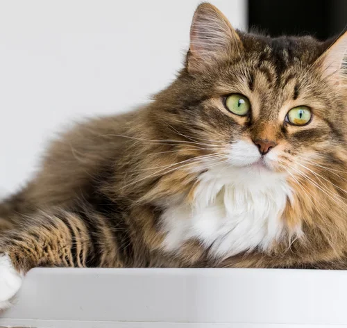 gato peludo sentado