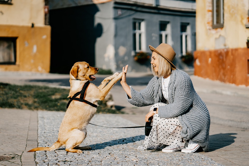 vantagens-de-ter-um-cachorro