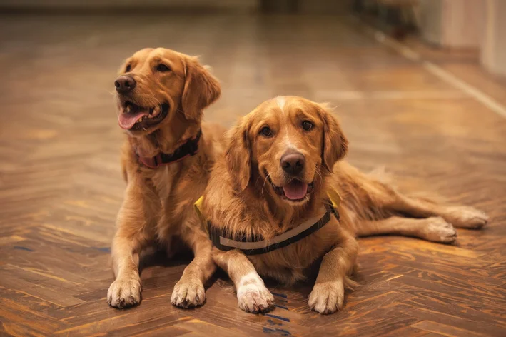 dois cachorros golden retriever