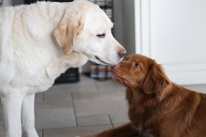 Golden Retriever e labrador