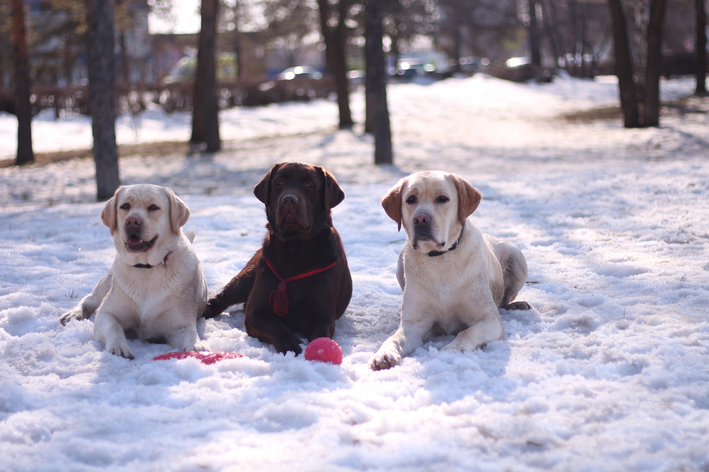 Golden Retriever e labrador