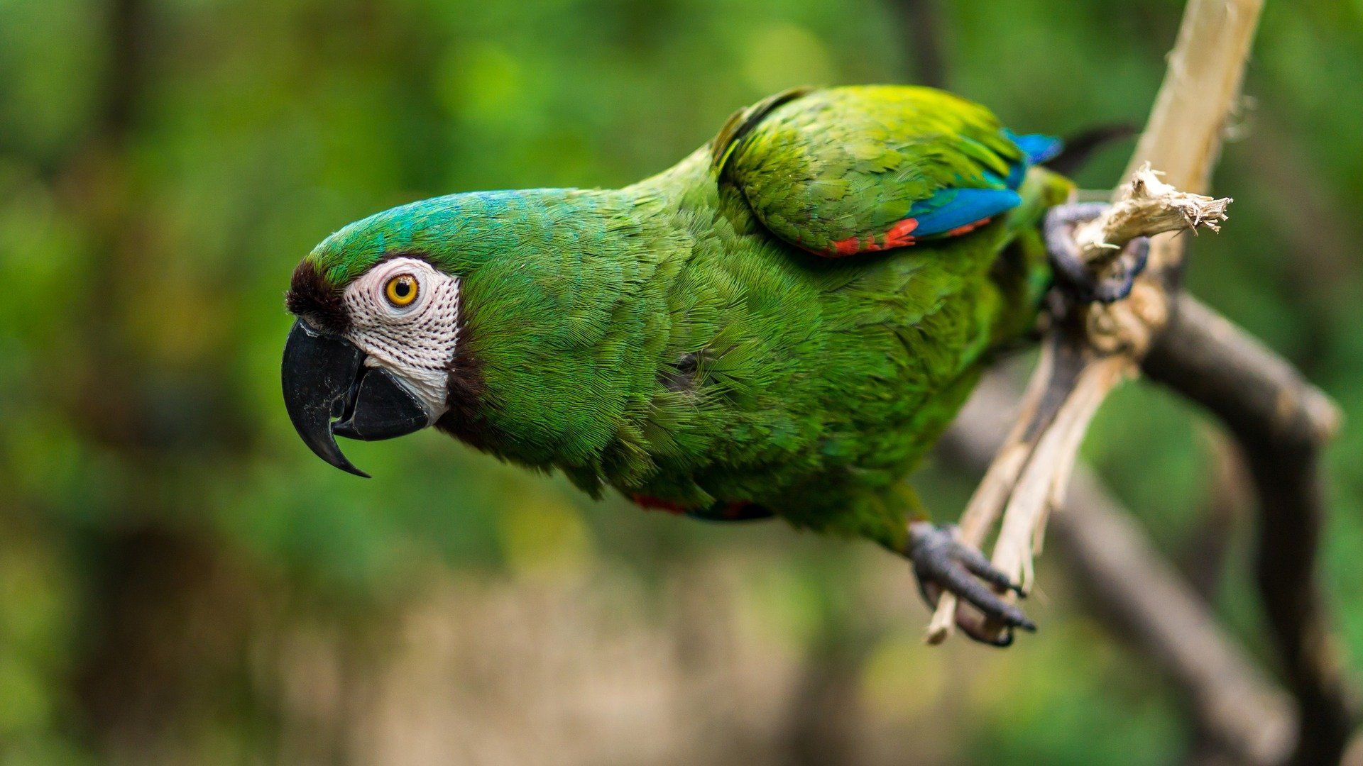 papagaio pode comer laranja