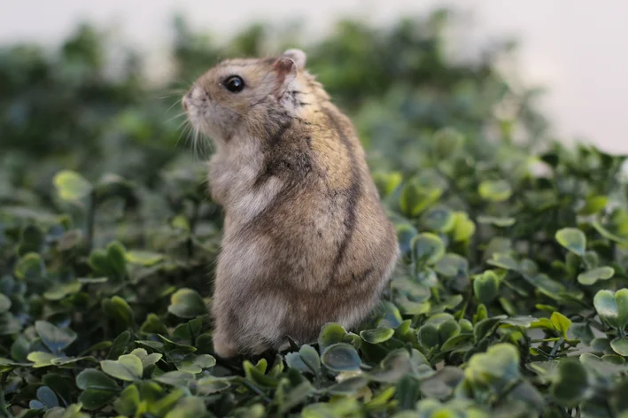 hamster chinês entre as folhas